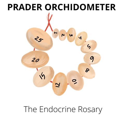 prader orchidometer buy|normal testicular size by age.